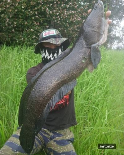ライギョの釣果