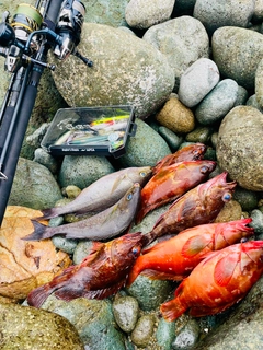アカハタの釣果