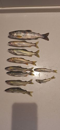 アユの釣果