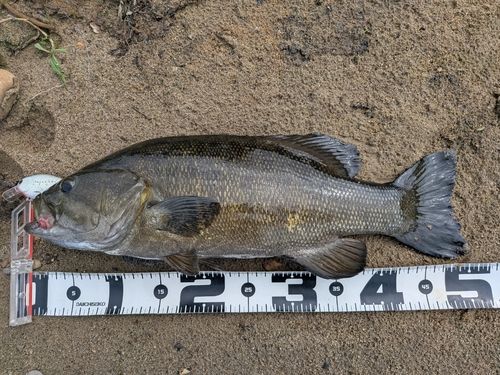 香芝野池群で釣れたスモールマウスバスの釣り・釣果情報