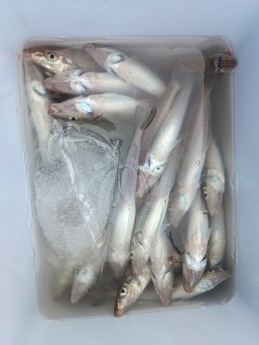 シロギスの釣果