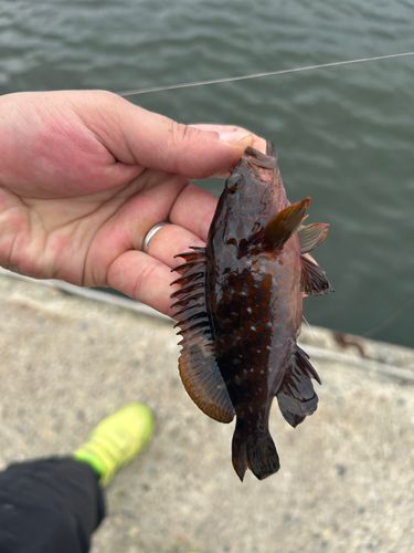 釣果