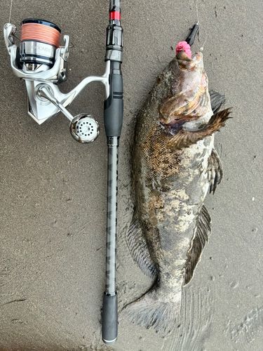 アブラコの釣果
