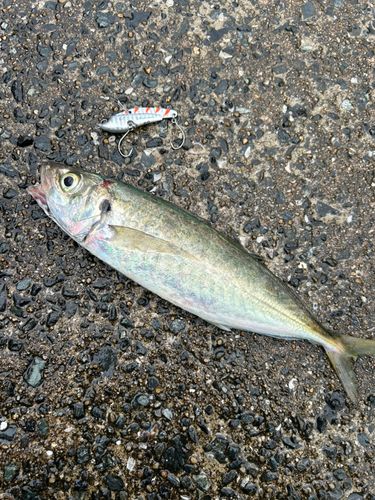 マルアジの釣果