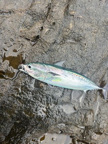 マルソウダの釣果