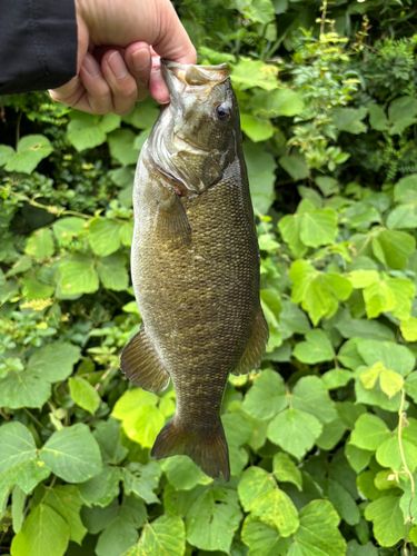 香芝野池群で釣れたスモールマウスバスの釣り・釣果情報