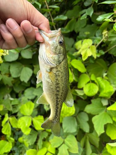 ラージマウスバスの釣果