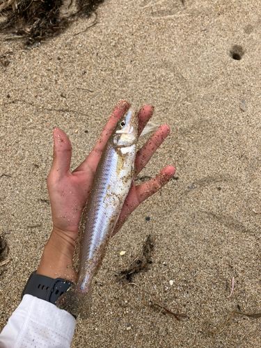 シロギスの釣果