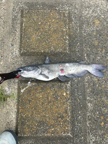 ナマズの釣果