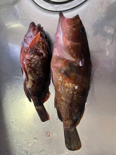キジハタの釣果