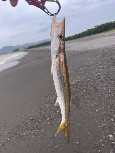 カマスの釣果