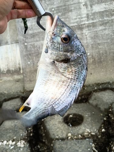 キビレの釣果