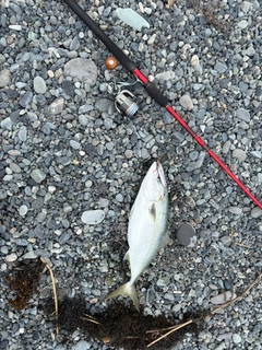 イナダの釣果