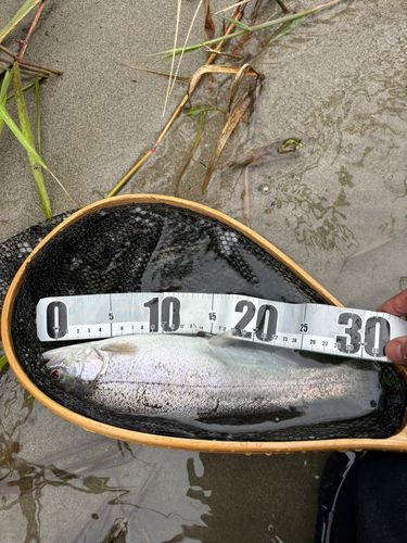 トラウトの釣果