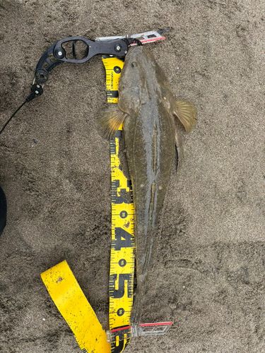 マゴチの釣果