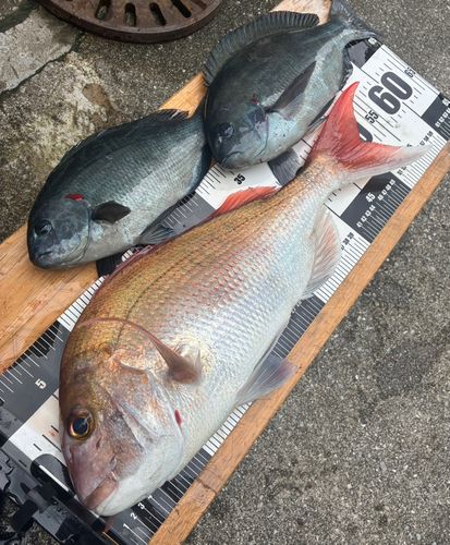 マダイの釣果