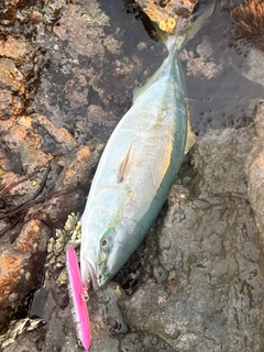 ハマチの釣果