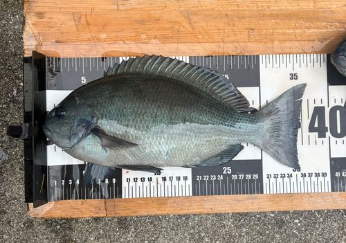 グレの釣果