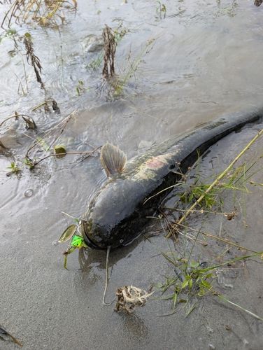 ナマズの釣果