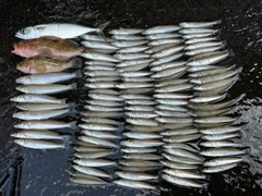 キスの釣果