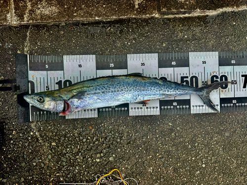 サゴシの釣果