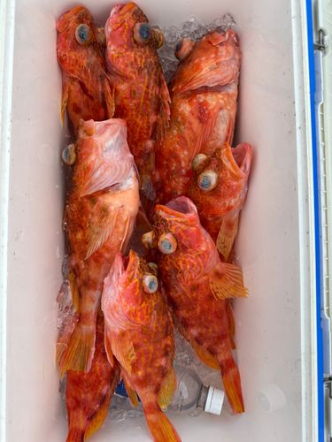 ウッカリカサゴの釣果