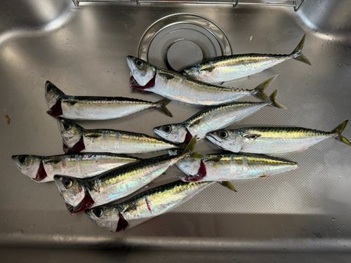 サバの釣果