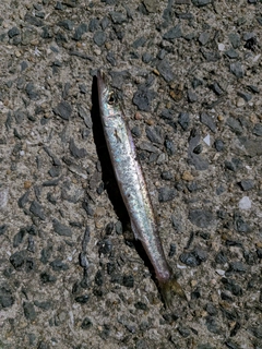 カマスの釣果