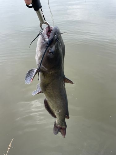ナマズの釣果