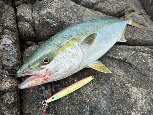 ワラサの釣果