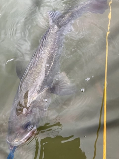 スズキの釣果