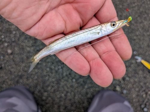 カマスの釣果