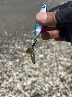 コウイカの釣果