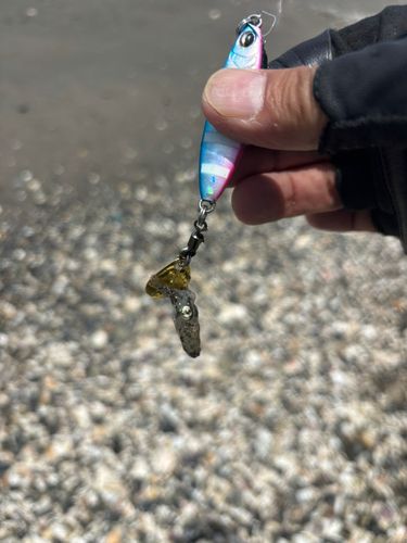 コウイカの釣果