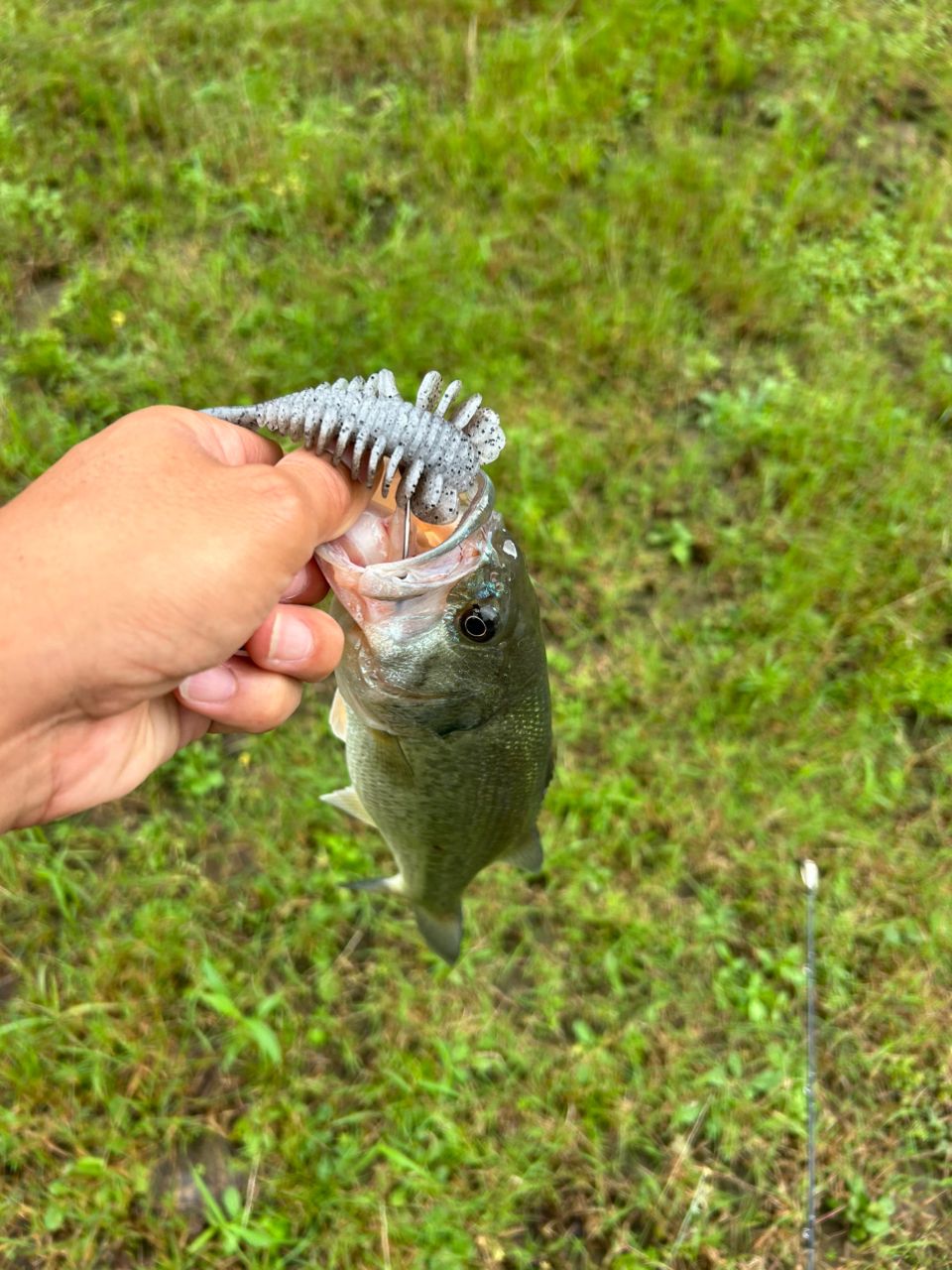 ブラックバスの釣果写真