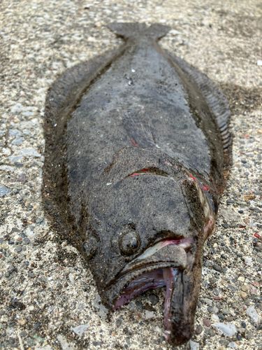 ヒラメの釣果
