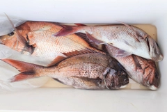 マダイの釣果