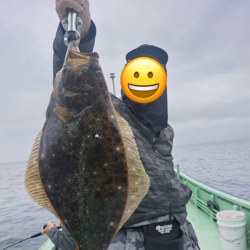 ヒラメの釣果
