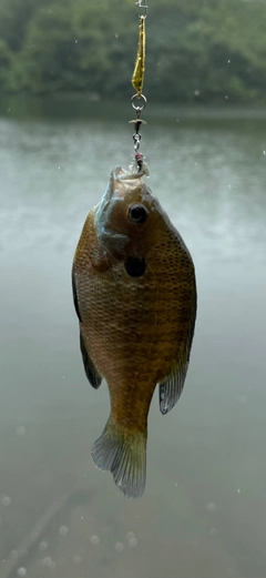 ブルーギルの釣果