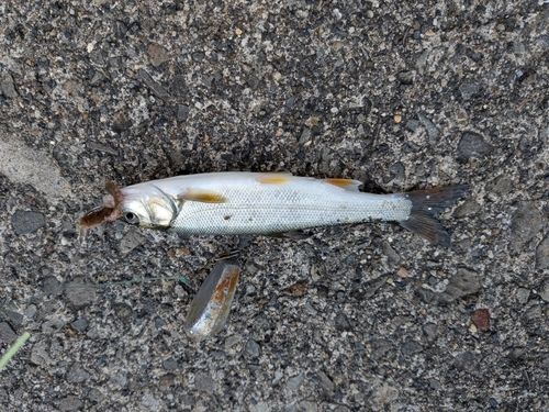 ウグイの釣果