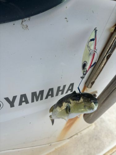 シロサバフグの釣果