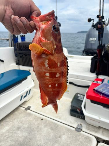 アカハタの釣果