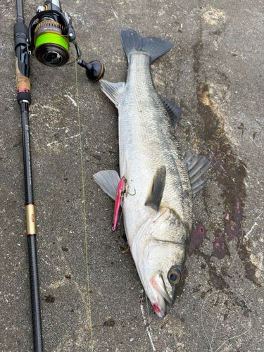 シーバスの釣果