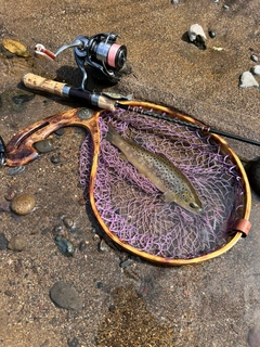 ブラウントラウトの釣果