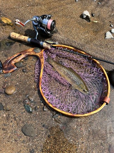ブラウントラウトの釣果