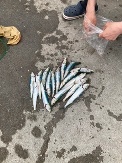 マイワシの釣果