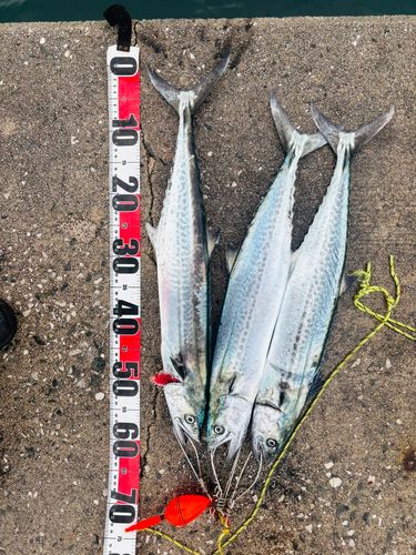 サゴシの釣果