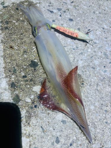 シロイカの釣果
