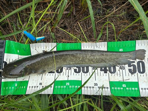 ナマズの釣果
