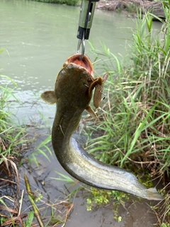ナマズの釣果